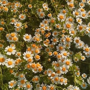 Meet your Posher, Ana